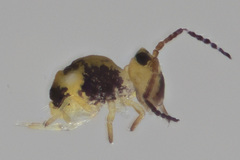 Sminthurides hyogramme