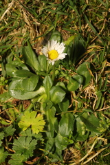 Bellis perennis
