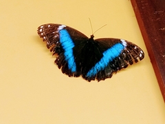 Morpho achilles