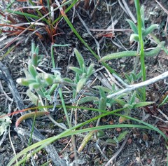 Trichodiadema strumosum