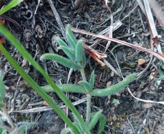 Trichodiadema strumosum