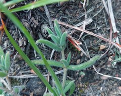 Trichodiadema strumosum