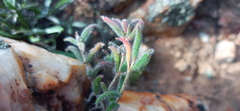 Trichodiadema strumosum