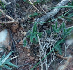 Trichodiadema strumosum