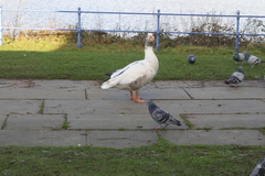 Anser anser domesticus