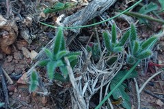 Trichodiadema strumosum