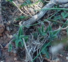 Trichodiadema strumosum