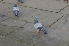 Columba livia domestica
