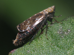 Errastunus ocellaris