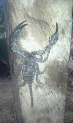 Opisthacanthus elatus