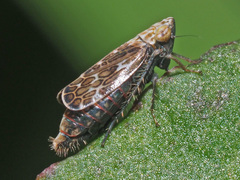 Errastunus ocellaris