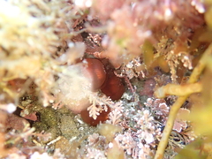 Corynactis australis