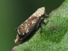 Errastunus ocellaris