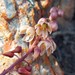 Drimia platyphylla - Photo (c) Steven Molteno, vissa rättigheter förbehållna (CC BY-NC), uppladdad av Steven Molteno