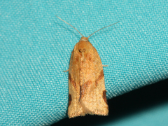 Paramesia gnomana