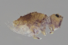 Neosminthurus clavatus