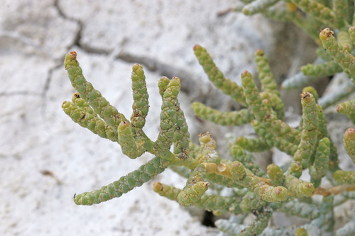 Representative image of Allenrolfea