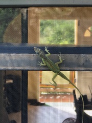 Anolis extremus