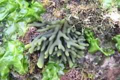 Codium decorticatum
