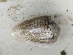 Conasprella perplexa