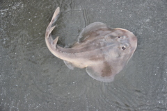 Zapteryx brevirostris