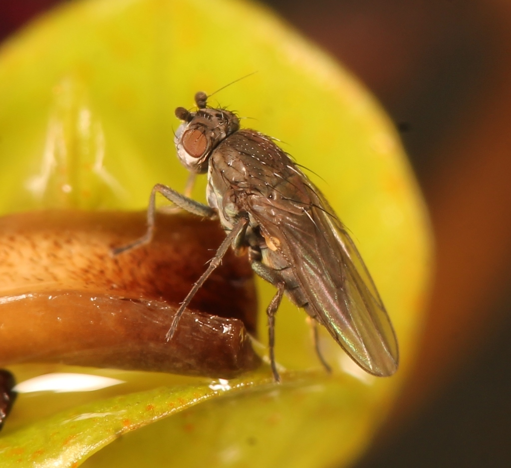 Pseudocollinella