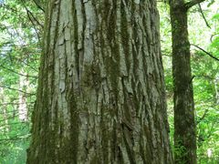 Populus maximowiczii