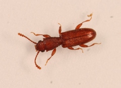 Silvanus unidentatus
