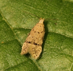 Teleiodes vulgella