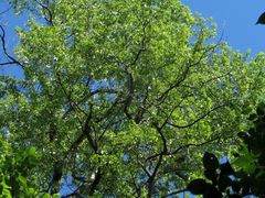 Populus maximowiczii