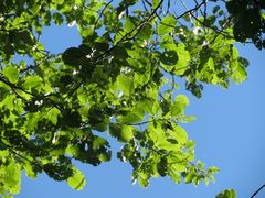 Populus maximowiczii