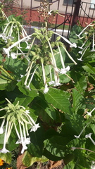 Nicotiana sylvestris