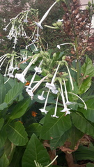 Nicotiana sylvestris