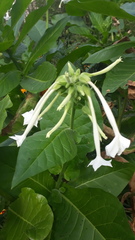 Nicotiana sylvestris