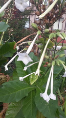 Nicotiana sylvestris