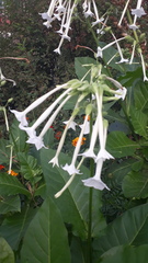 Nicotiana sylvestris