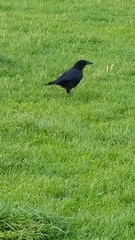 Corvus corone