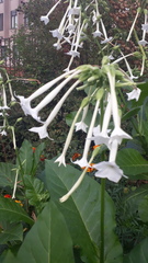 Nicotiana sylvestris