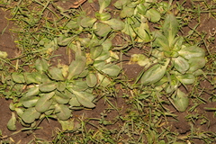 Bellis perennis