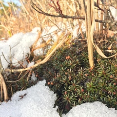 Phyllodoce nipponica