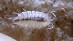 Chaetophiloscia cellaria