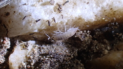 Chaetophiloscia cellaria