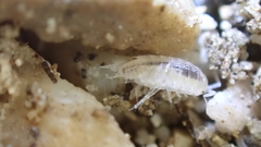 Chaetophiloscia cellaria