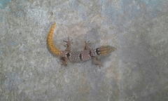 Sphaerodactylus