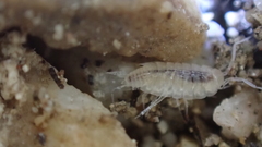 Chaetophiloscia cellaria