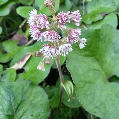 Petasites pyrenaicus