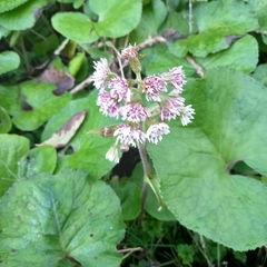 Petasites pyrenaicus
