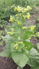 Nicotiana rustica