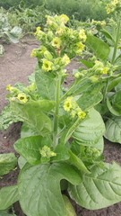 Nicotiana rustica