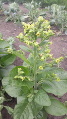 Nicotiana rustica